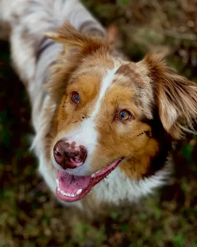 Ilex Golden King Zelené návrší