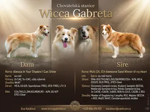 Professional Australian Shepherd planned litter flyer by Wicca Gabreta