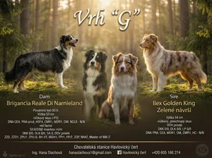 Professional Australian Shepherd planned litter flyer
