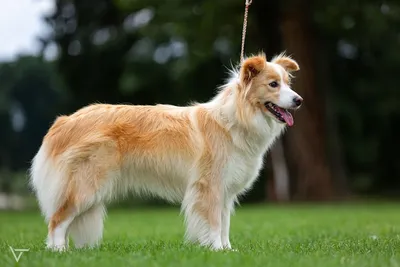 Alessia In Your Shadow I Can Shine