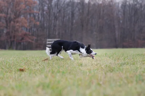 Blessed Borders Z-test