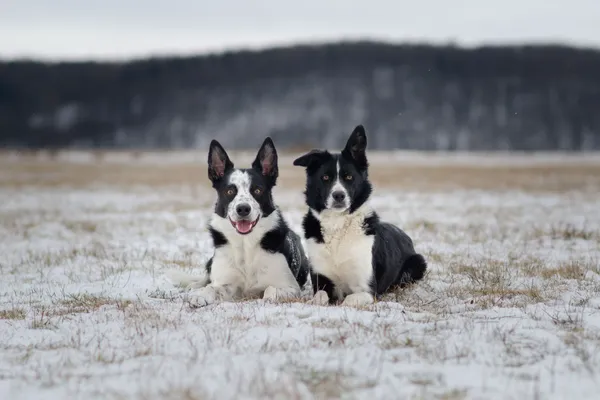 Společná fotografie