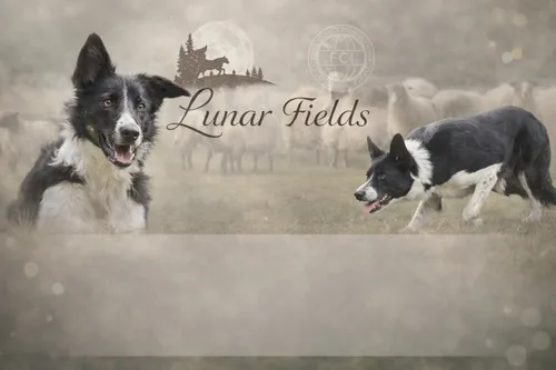 ChatGPT pokus 1 – vygenerovaní jiní psi