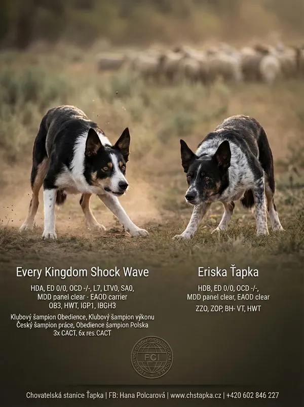 Výsledný leták - varianta 1