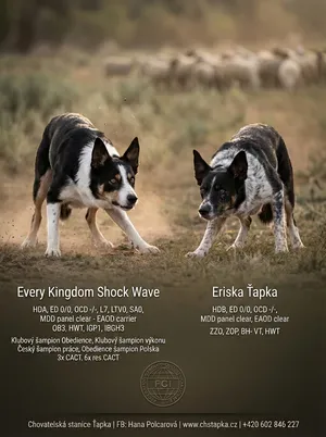 Professional Border Collie planned litter flyer