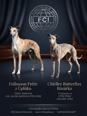 Professional Whippet planned litter flyer