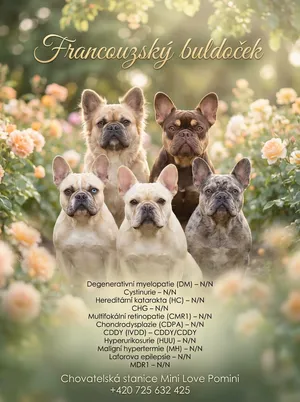 Group flyer of five Exotic French Bulldogs