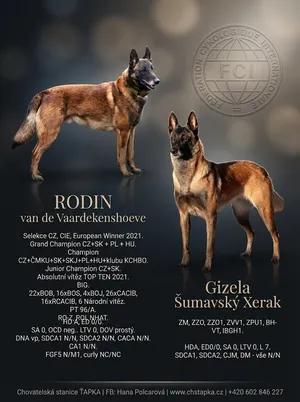 Professional Belgian Malinois planned litter flyer