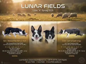 Professional Border Collie stud flyer - Lunar Fields litter A