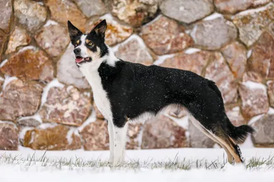 Every Kingdom Shock Wave