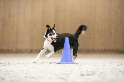 Every Kingdom Shock Wave