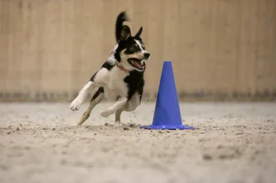 Every Kingdom Shock Wave