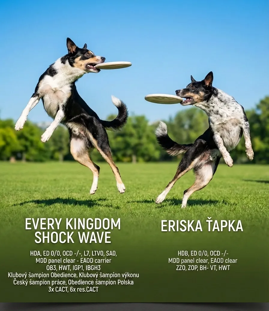 Creative mode flyer example.