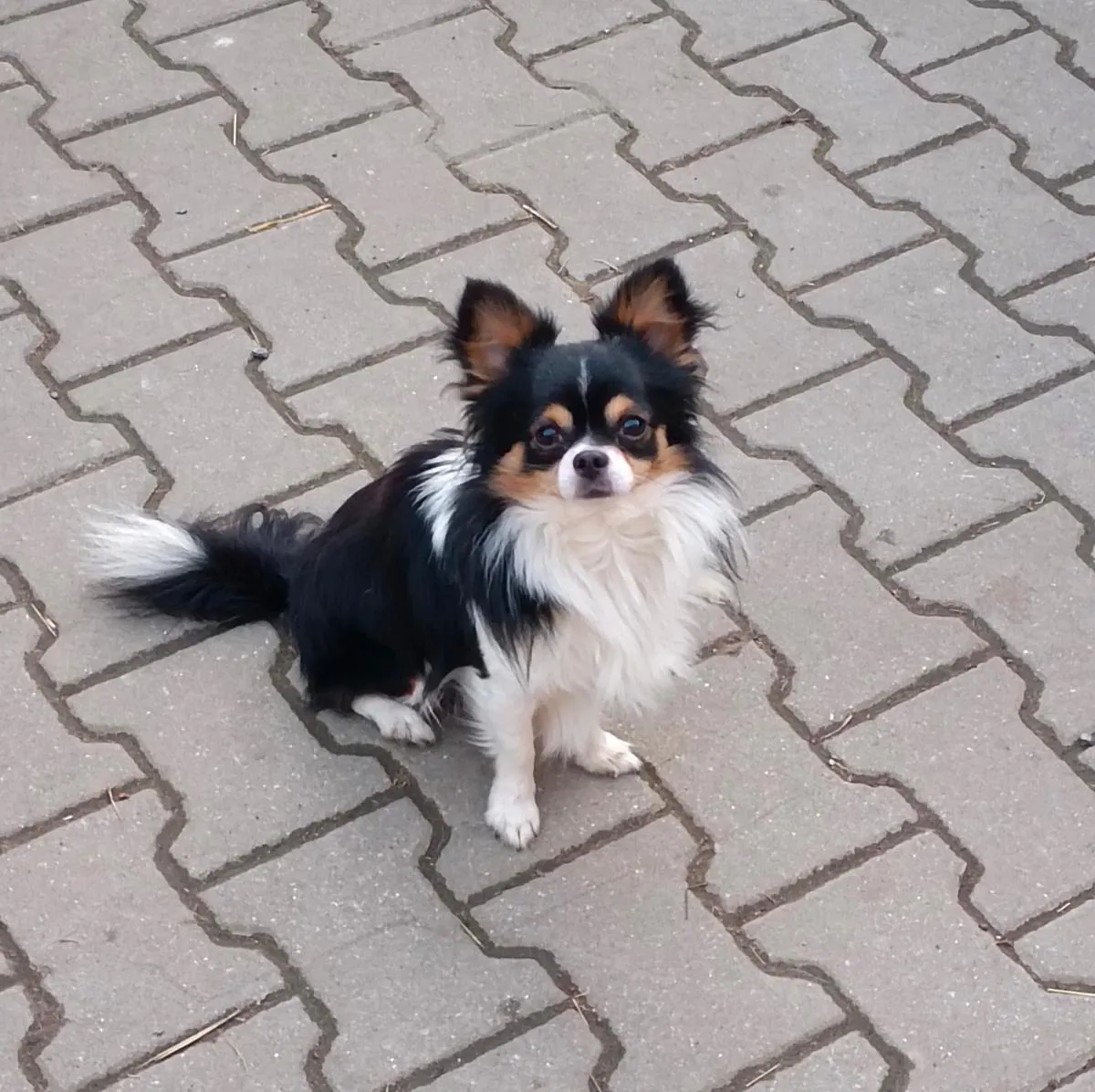 Original photo of a Chihuahua.