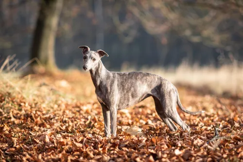 Chirlley Butterflax Rozárka