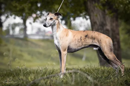 Fullmoon Frére z Úplňku